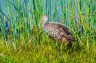USA-Florida-Sarasota-Myakka River State Park-Limpkin Art Print